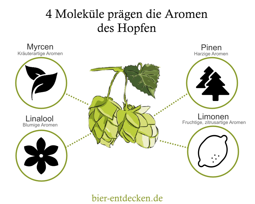 Bier-Leitfaden: 4 Moleküle Hopfen